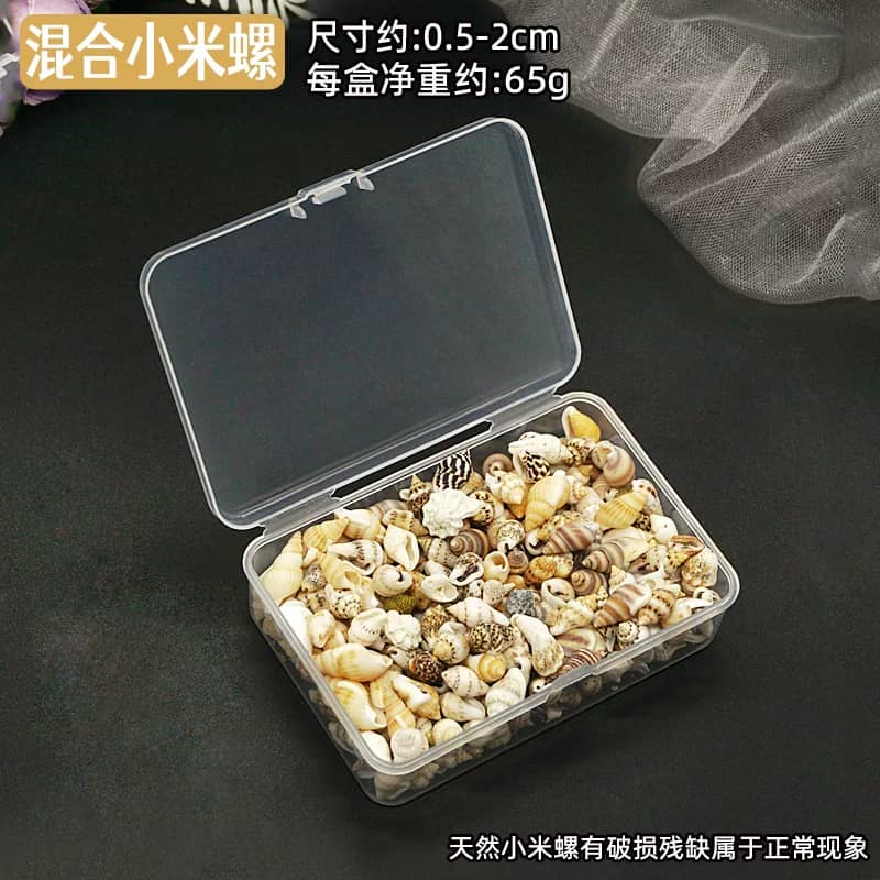 Coquillages Naturels – Image 4