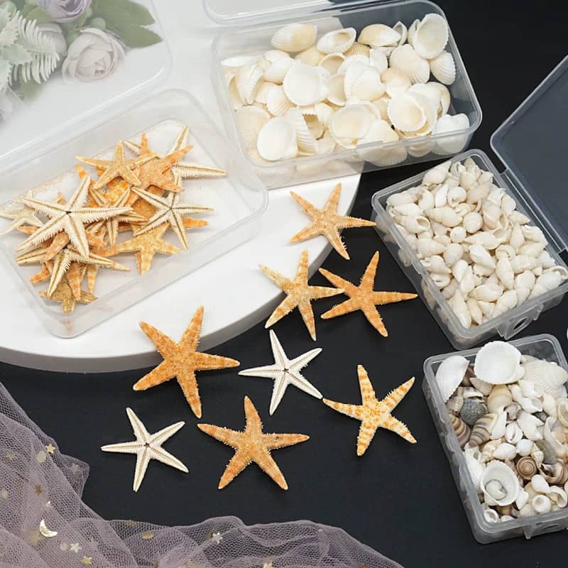 Coquillages Naturels – Image 3