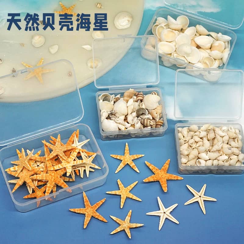 Coquillages Naturels – Image 2